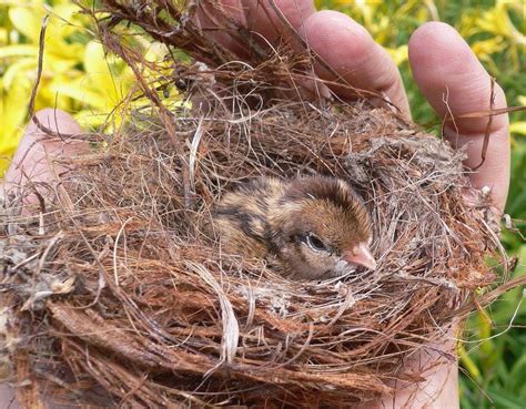 斑鳩死掉|鳥兒從樹上掉下來了 先別衝動「拯救」